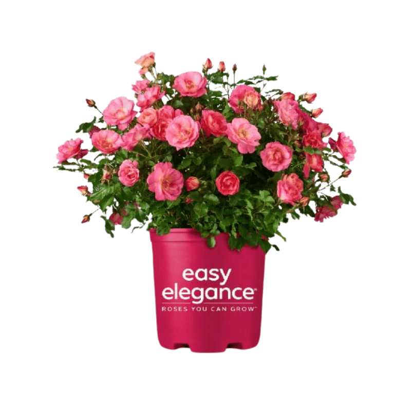 Easy Elegance roses brand logo